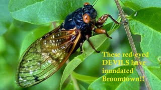 2024 Cicadapocalypse. The 'cicada invasion' of Broomtown, a once in a lifetime adventure.