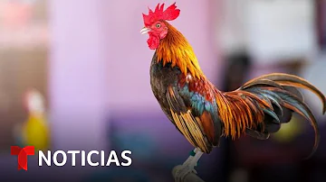 ¿Qué estados permiten las peleas de gallos?