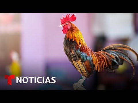 Video: ¿Dónde son legales las peleas de gallos en los Estados Unidos?