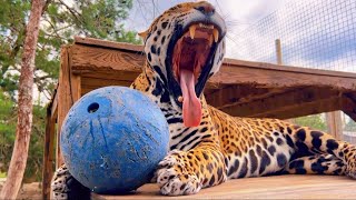 PLAYING BALL WITH BIG CATS