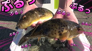 良く釣れるこのフグって、食えるの？【めちゃうまいです】毒あるけど。