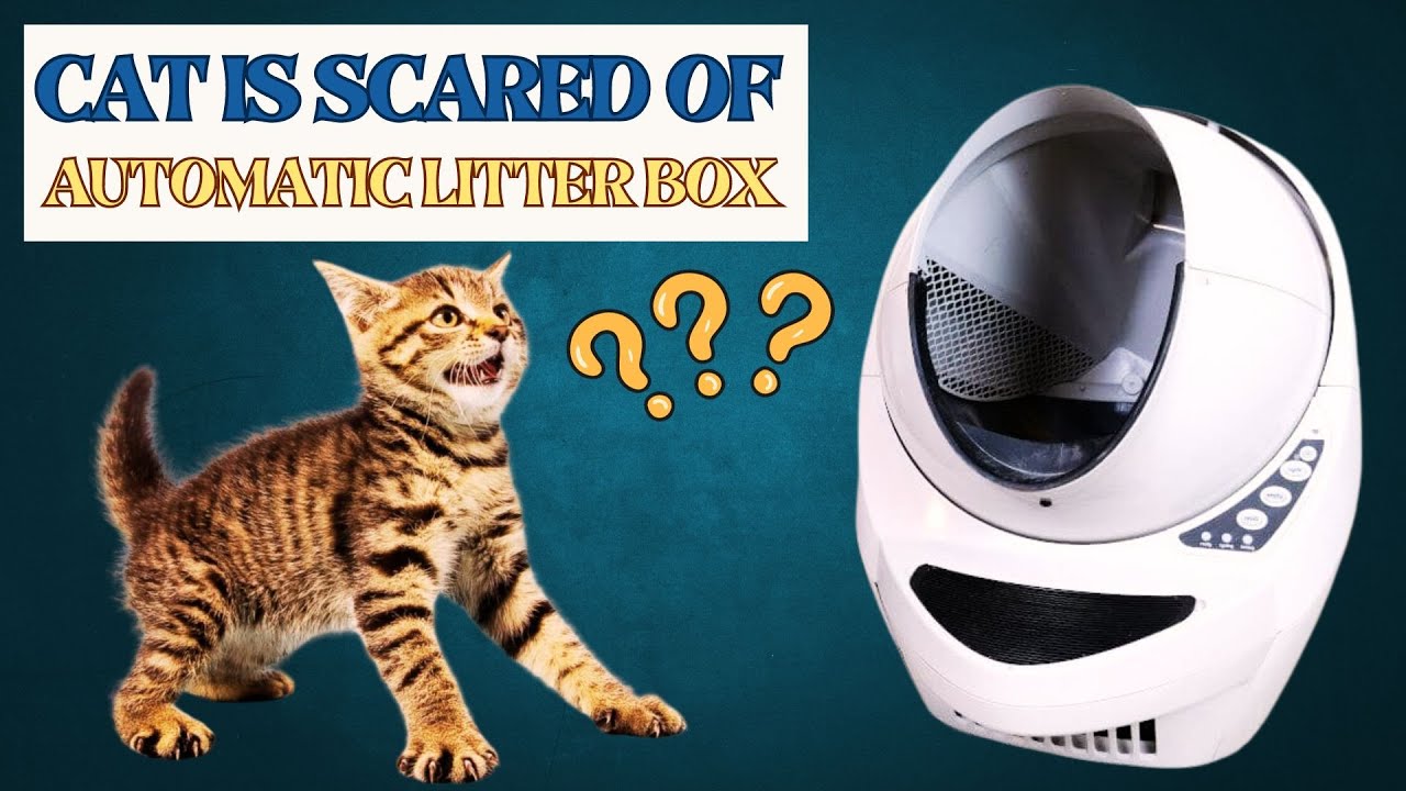 Why My Cat Is Scared Of The Automatic Litter Box?? YouTube