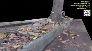 Drone Scan - Oak Tree Root System 2. New Orleans, LA.