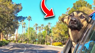 Watermelon Sugar - German Shepherd Drive-by