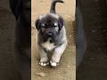 TURKISH LİON #puppy #anadoluçobanköpeği #kangal #keşfet