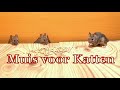 Muis voor katten  vang de muis