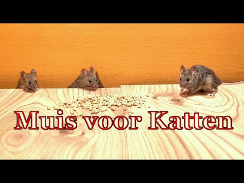 Video: Wat om te doen wanneer jou kat 'n muis vang?