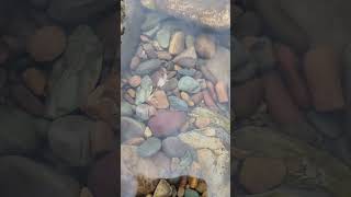 Clark Fork River - Idaho #shorts #short  #30secondsofnature