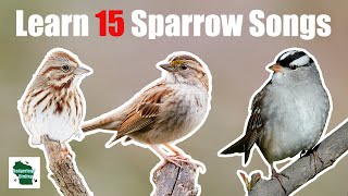 Learn 15 Common Sparrow Songs (Eastern North America)