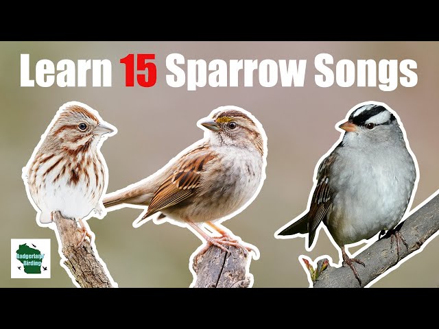 Learn 15 Common Sparrow Songs (Eastern North America) class=