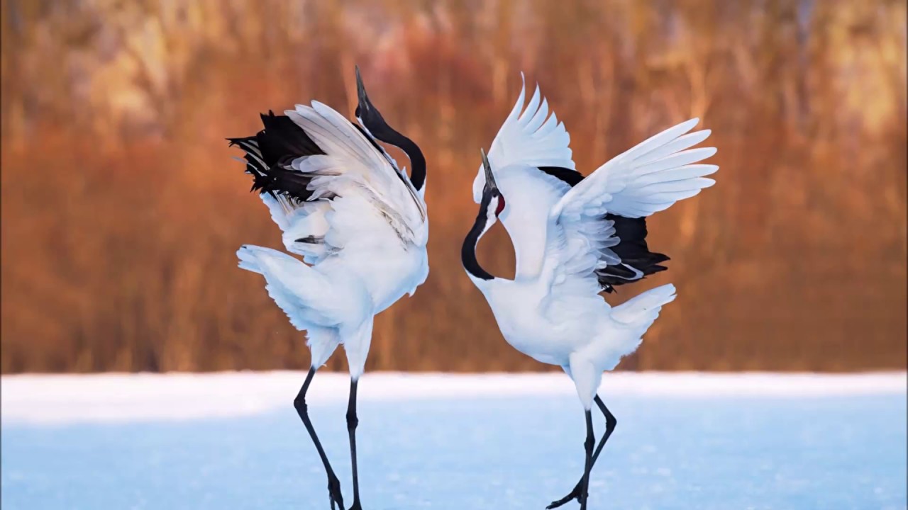 Der Tanz der Kraniche