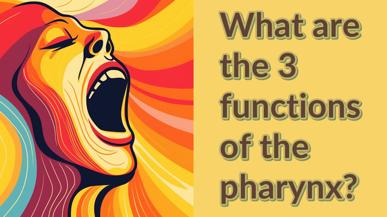 What are the 3 functions of the pharynx? - YouTube