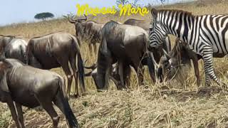 4K African Wildlife - Great Migration from the Serengeti to the Maasai Mara, Kenya - part 1