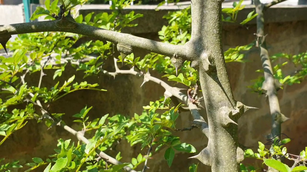 Zanthoxylum simulans žlutodřev čínský