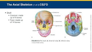 EMT Chapter 6 Lecture - Human Anatomy and Physiology