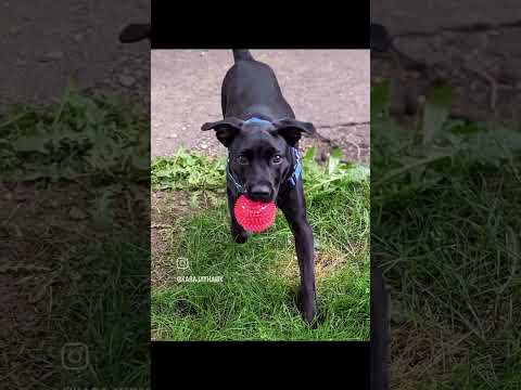 Vidéo: Chien Adoptable De La Semaine - Tidbit