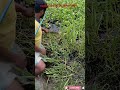 koi fishing 🎣🎣 koi fishing video, amazing Koi fishing 🎣 koli fishing ,koli fishing video,amazin