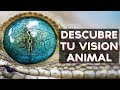 ¿Cuál es tu visión animal? | Test Divertidos