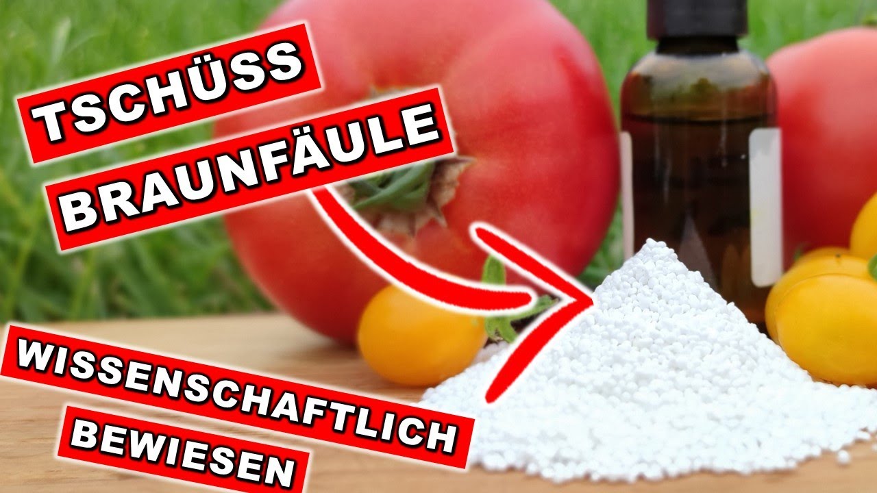 СЕКРЕТНЫЙ ТРЮК против ФИТОФТОРЫ раскрыт! Почему ВЫ СЕЙЧАС должны опрыскать им свои ПОМИДОРЫ 🌱🌧️