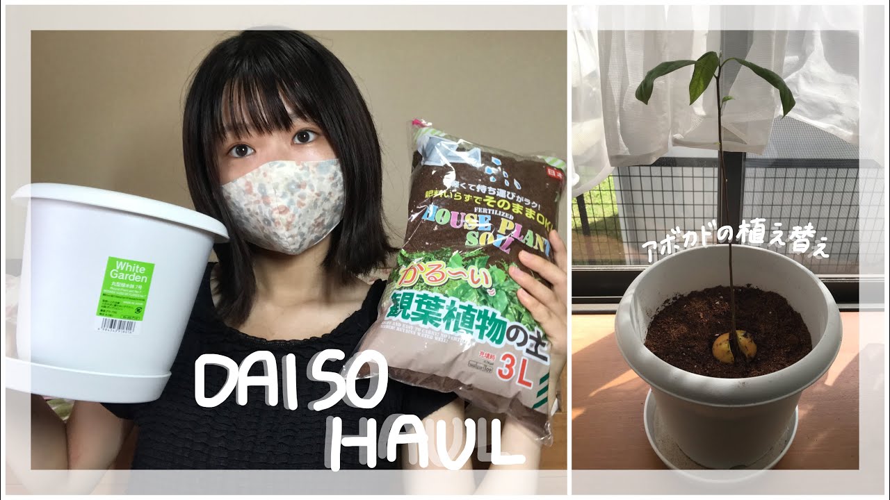ダイソー購入品とアボカドの植え替え アボカド 百均購入品 Youtube ダイソー購入品とアボカドの植え替え アボカド 百均購入品 Youtube