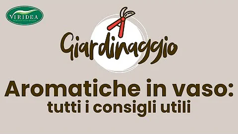 Perché la salvia non deve stare vicino al rosmarino?