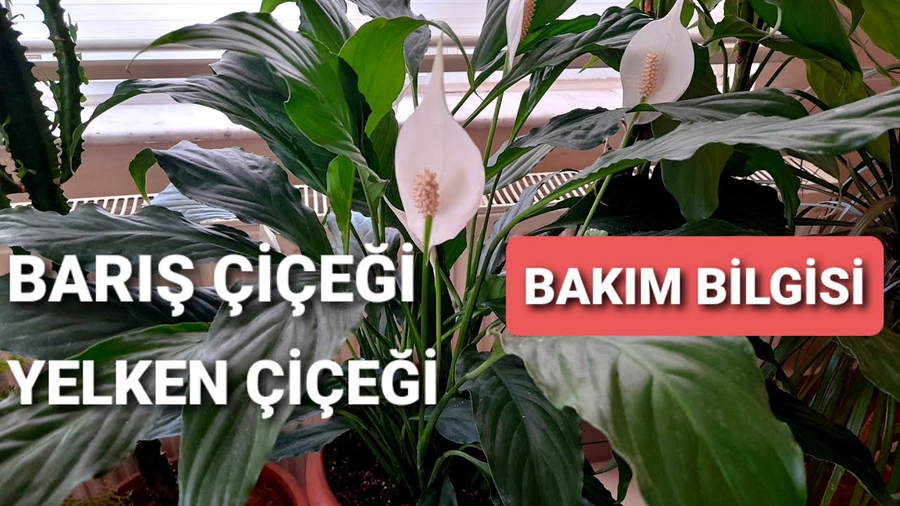 УХОД ЗА ЦВЕТКАМИ МИРА  ⚘УХОД ЗА ЦВЕТКАМИ ПАРУСА