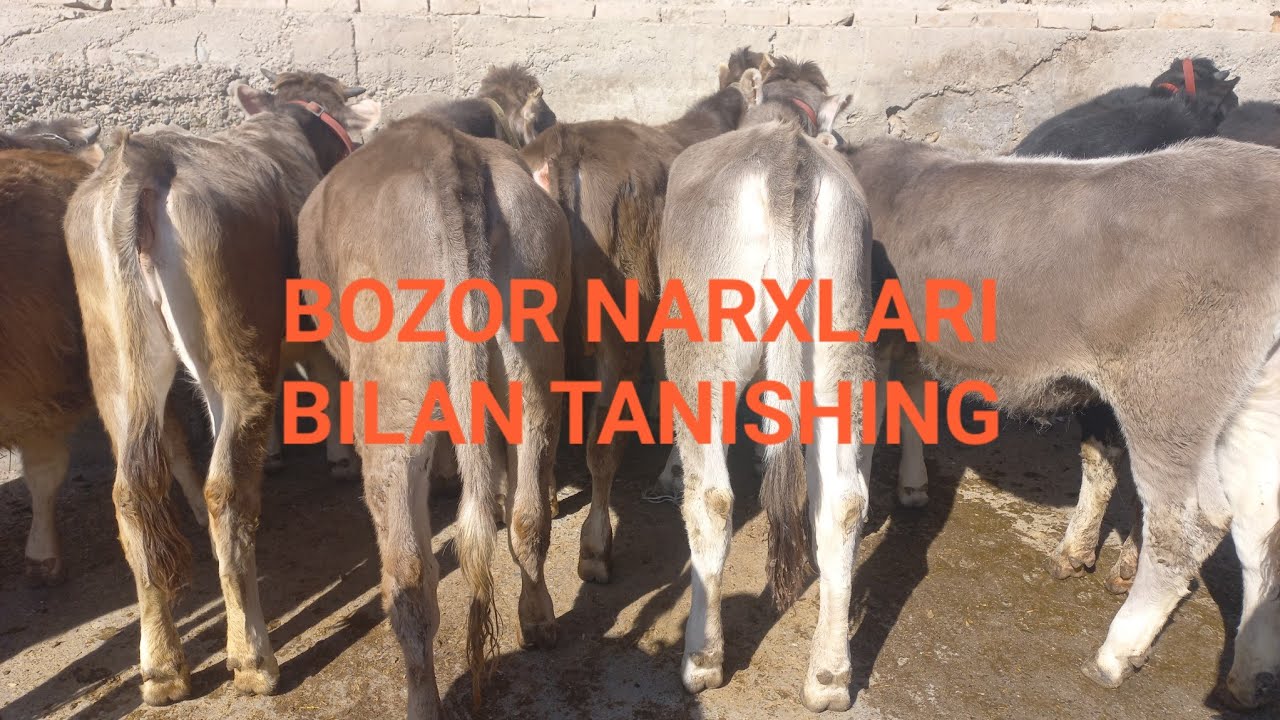 954960441 KITOB MOL BOZORI ONA BOLA SIGIRLAR