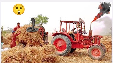 Wheat Season 2023 Threshing by Higher Power Belarus Tractor🚜with Heavy Thresher | village Lifestyle