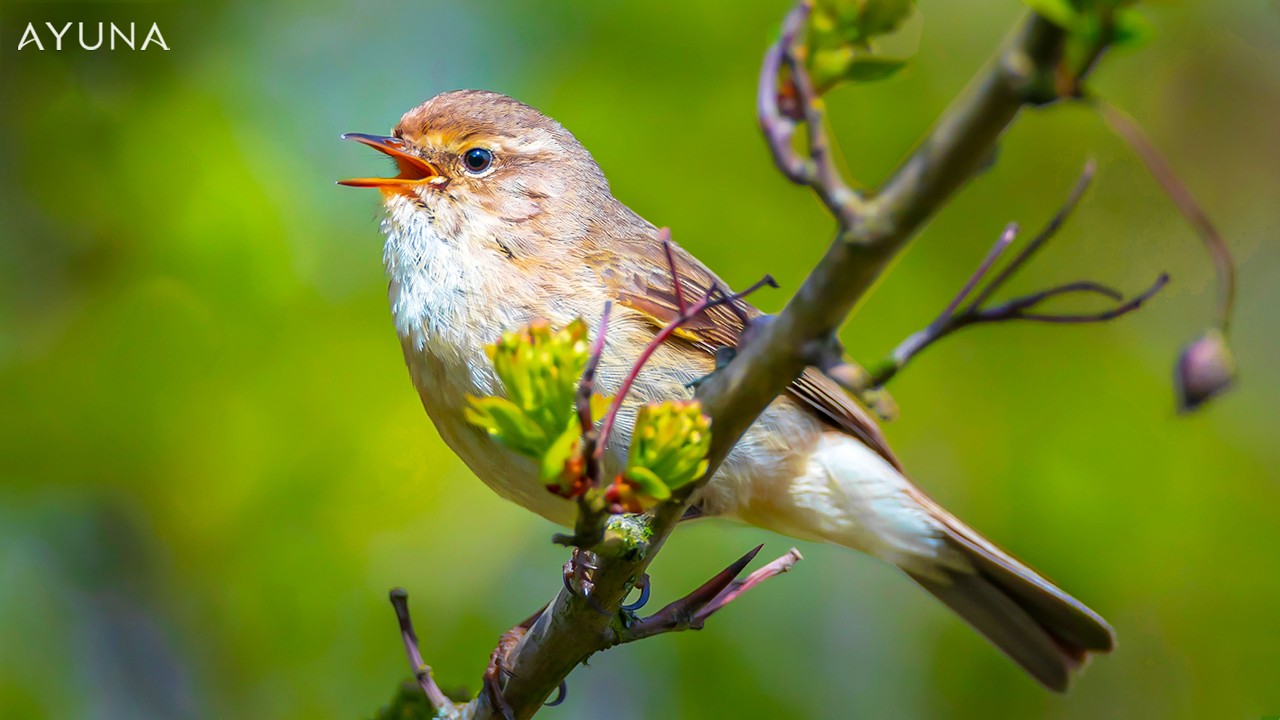 Naturgeräusche zum Einschlafen 🌙 Wald, Vögel & sanfte Nachtklänge Vogelgezwitscher