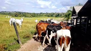 tardi abençuada na rosa