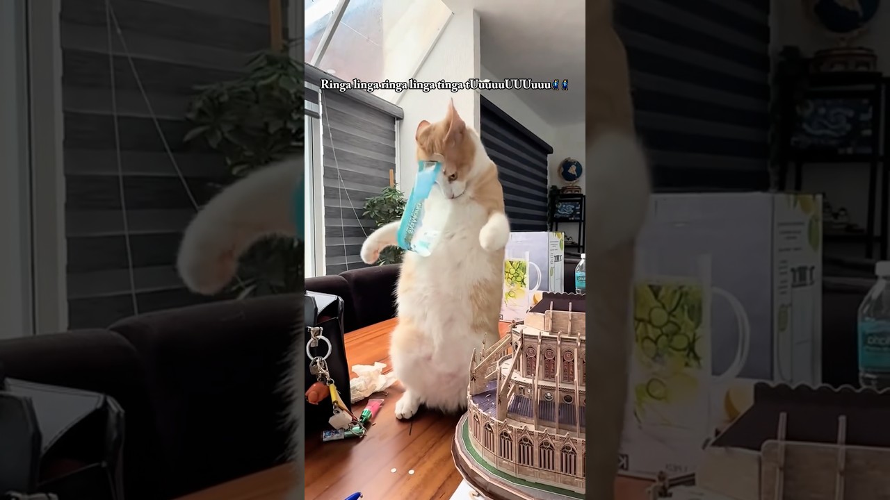 Cat malfunctions.🤖