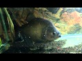 38cm serrasalmus rhombeus feeding black piranha wwwpiranhaplazacom