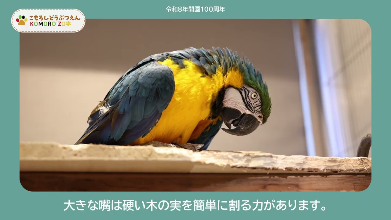 こもろしどうぶつえん【わかるかな？ルリコンゴウインコ】　Komoro  Zoo　小諸市動物園の動物をシリーズでご紹介