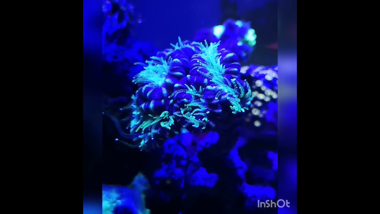 Caulastrea furcata ( двухцветная ) ночьная съёмка перед кормлением.Правда она мистически выглядит. 😍