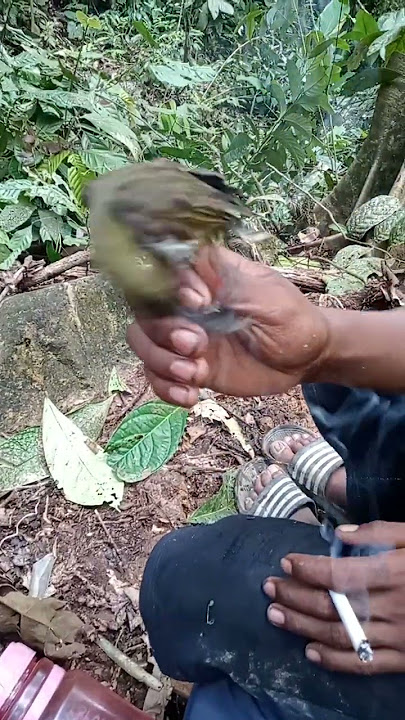 Kolibri pijantung besar banyak isian gacor rilis #shorts