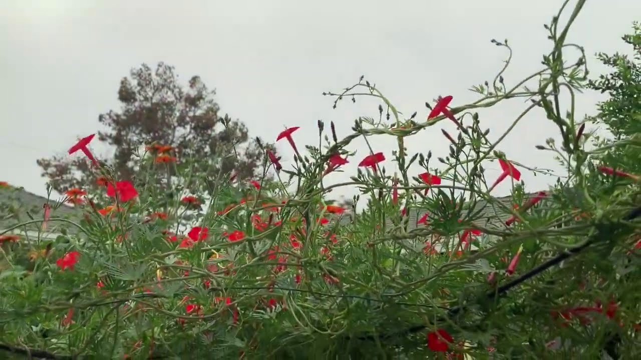 Cardinal Climber Fast Growing Vine! YouTube