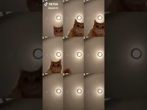 Chú mèo gây sốt mạng xã hội vì sự siêu đáng yêu của mình trên Tik Tok
