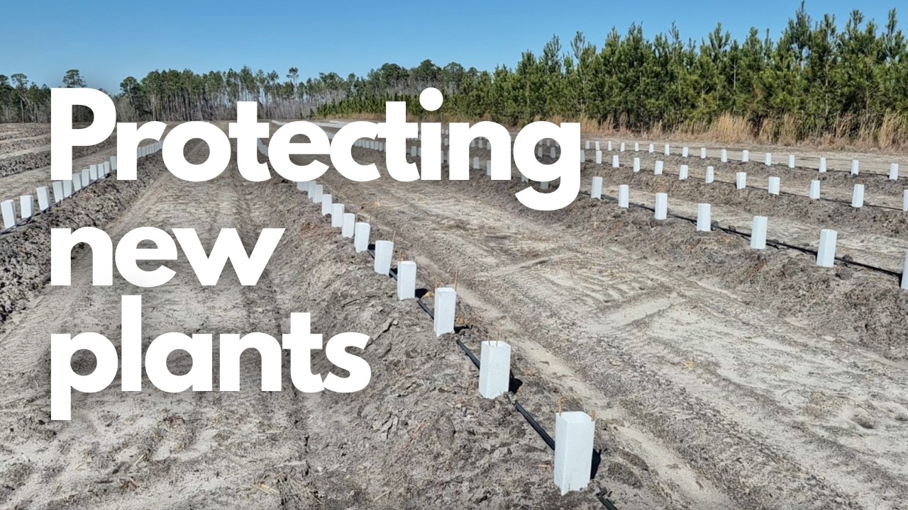 Why We Put Boxes Over Our New Blueberry Plants