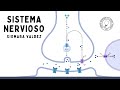 INTRODUCCIÓN AL SISTEMA NERVIOSO: Clasificación, Sinapsis y Neurotransmisores | Farmacología