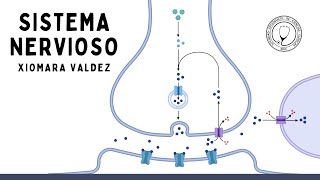 INTRODUCCIÓN AL SISTEMA NERVIOSO: Clasificación, Sinapsis y Neurotransmisores | Farmacología