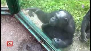 Le langage des chimpanzés enfin décrypté