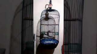 DownloadCikrak bambu MP3 MP4 Cikrak bambu