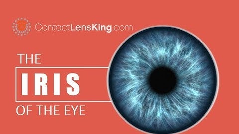 The Iris of the Eye | How the Eye