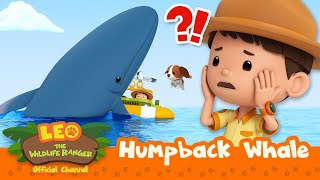 SWALLOWED by a WHALE?! | Humpback Whale | Leo the Wildlife Ranger | #compilation