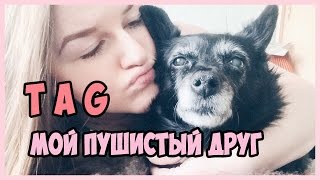 TAG: МОЙ ПУШИСТЫЙ ДРУГ // ПАВЛУША