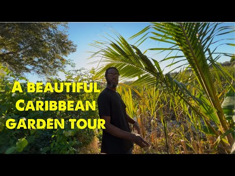 An Apopka Florida Caribbean garden tour