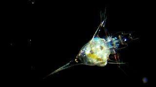 From Drifter to Dynamo: The Story of Plankton | Deep Look
