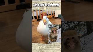 Download Lagu suara bebek ketawa #duck #ducks #shorts #ducklover #duckfarming MP3 Download Lagu suara bebek ketawa #duck #ducks #shorts #ducklover #duckfarming MP3
