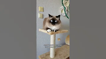 Породы собак, которые дружат с кошками 😻😻😻