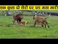 गलत जगह उंगली करली, तुरन्त मिला सबक ।। When animals messed with wrong enemy (Part - 2)